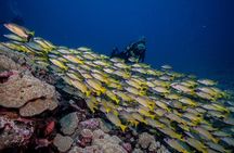 Small-Group Shark and Turtle Dive for Certified Divers