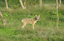 Natural History Tour at Curi Cancha Reserve in Monteverde