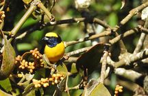Natural History Tour at Curi Cancha Reserve in Monteverde