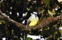 Natural History Walking Tour in Monteverde Cloud Forest Reserve 