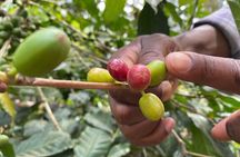 Organic Coffee Tour and Local Food Experience in Arusha