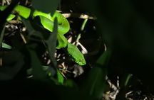 Small Group Night Walking Tour in Monteverde