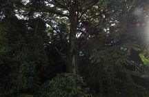 Natural History Tour at Curi Cancha Reserve in Monteverde