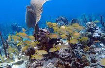Learn to Scuba Dive in Punta Cana