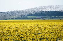 Tulip Festival at Skagit Valley ,La Conner and Deception Pass