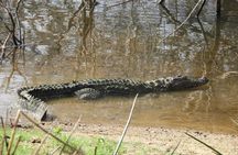 Yala National Park Safari | Jeep with Tickets
