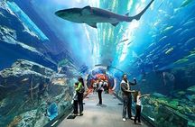 Dubai Aquarium and Underwater Zoo with Penguin Cove Tickets.