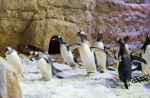 Dubai Aquarium and Underwater Zoo with Penguin Cove Tickets.