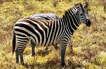 5-Day Private Safari in The Serengeti with Accommodation