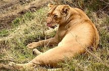 5-Day Private Safari in The Serengeti with Accommodation