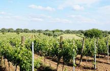 Primitivo and Negroamaro wine tour: a visit to two wineries and typical lunch. From Lecce