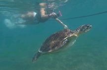 Swim with turtles + snorkelling + archaeological zone of Tulúm + cenote