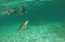 Swim with turtles + snorkelling + archaeological zone of Tulúm + cenote