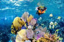 Tulum Area Experiences Guided Snorkeling Tour - Casa Cenote + Ocean Reef & Lunch