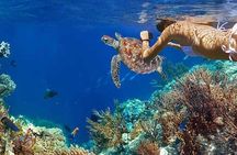 Tulum Area Experiences Guided Snorkeling Tour - Casa Cenote + Ocean Reef & Lunch