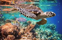 Tulum Area Experiences Guided 2 Tank Scuba Dive Casa Cenote & Barrier Reef-Lunch