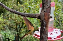 Tour Cocora Valley hummingbird circuit 
