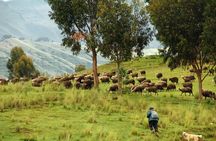 Half day Acclimatization Hike with Llamas and Alpacas in Cusco 