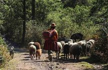 Half day Acclimatization Hike with Llamas and Alpacas in Cusco 