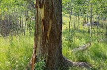 Yellowstone Full-Day Upper Loop with Wildlife Adventure w/Lunch