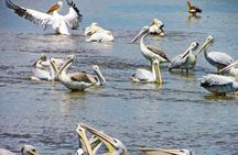 Lake Nakuru Day Trip Safari – & Optional Lake Naivasha Boat