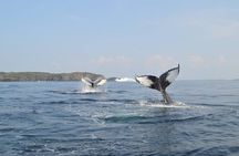 2 Hour Boat Tour in Twillingate