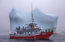 2 Hour Boat Tour in Twillingate