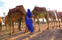  Marrakech Sunset Camel Ride in the Palm Grove 