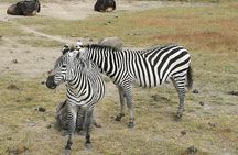 3 Days Safari from Mwanza to Serengeti and Ngorongoro Crater
