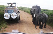 5 Days Best of Tanzania Luxury Safari Northern Circuit 