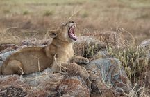 5 Days Best of Tanzania Luxury Safari Northern Circuit 