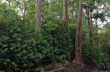 Halfway to Hana Sightseeing Adventure