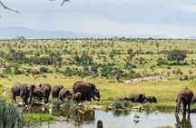 3 Day Essential 4x4 Safari: Manyara, Tarangire & Ngorongoro