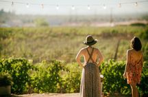 Wine Lovers - Punta Wine Experience