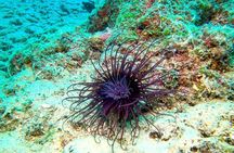 Try Scuba Diving in Split