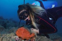 Diving tour in Isla del Caño for certified divers