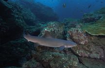Diving tour in Isla del Caño for certified divers