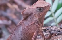 Guided Visit to Manuel Antonio National Park