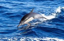 Whale Watching Excursion in Dana Point