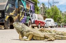 Sayulita Beach Day Trip from Puerto Vallarta