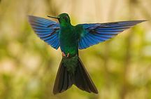 Nature and Birding Experience in Yanachocha Reserve