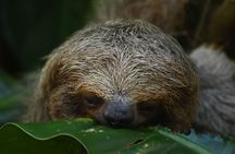 Ecocentro Danaus Nature walk and search for sloths 
