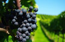 Best Cape Winelands Day Tour from Cape Town Hotels