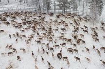 Authentic Reindeer experience in the wilderness in Levi