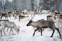 Authentic Reindeer experience in the wilderness in Levi