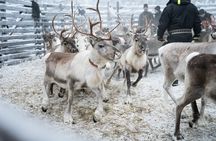 Authentic Reindeer experience in the wilderness in Levi