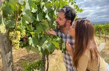 From San Gimignano: Tuscany Wine tour by Tuk Tuk with Lunch