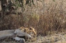  7 Days Tour Northern Tanzania Safari: 