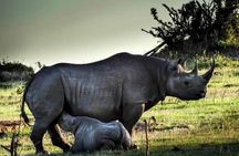  7 Days Tour Northern Tanzania Safari: 