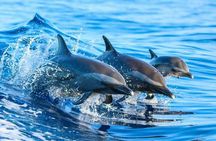Private Full-day Dhow Cruise to Mnemba Island reef for Snorkeling
